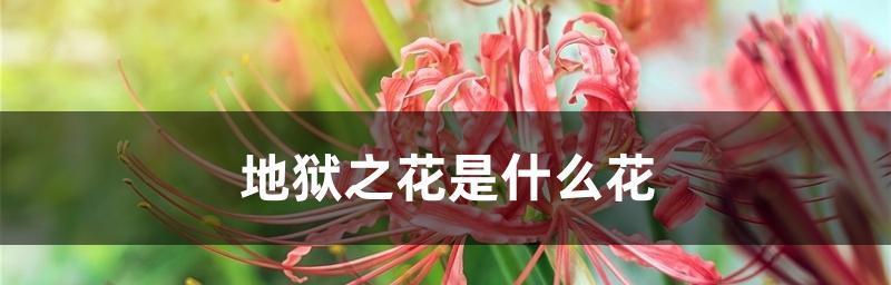 禁忌之恋的花语是什么花？花语背后的含义是什么？