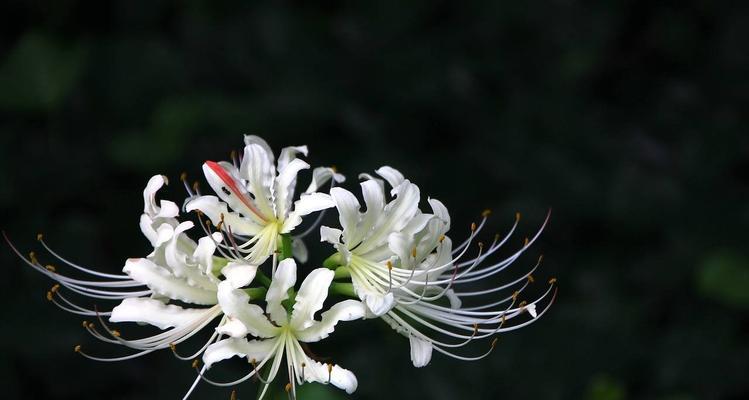 什么花代表绝望的花语？了解绝望含义的花卉有哪些？