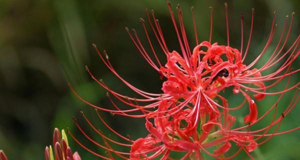 什么花的花语代表侮辱？了解花语背后含义的常见问题