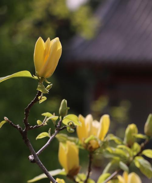 什么花代表平安吉祥？花语中平平安安的花有哪些？