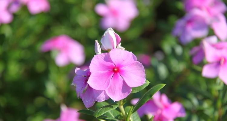 什么花代表青春活力？花语中青春活力的花卉有哪些？