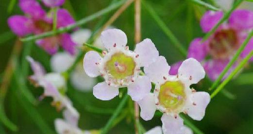 什么花的花语代表神秘和冷漠？