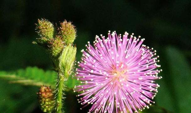 什么花代表甜蜜的花语？了解花语背后的含义是什么？