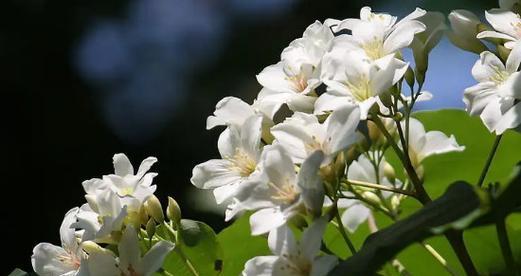 什么花的花语代表晚安？如何用花语表达晚安祝福？