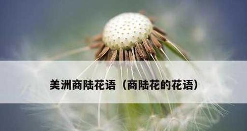 什么花代表相信？揭秘花语背后的含义是什么？