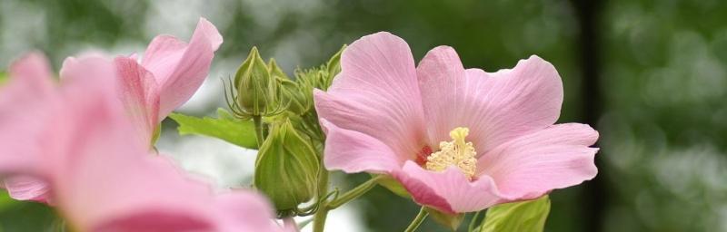 什么花代表遗忘的花语？如何用花表达忘记过去？