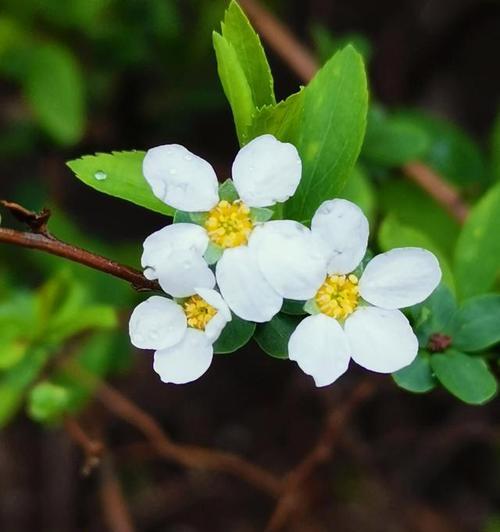 什么花代表尊重？花语中表达尊重的花卉有哪些？