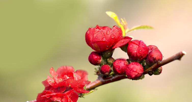 什么花代表聆听的花语？聆听花语的含义是什么？