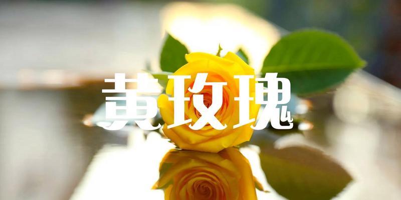 四朵玫瑰花代表什么含义？花语解读及送花建议？