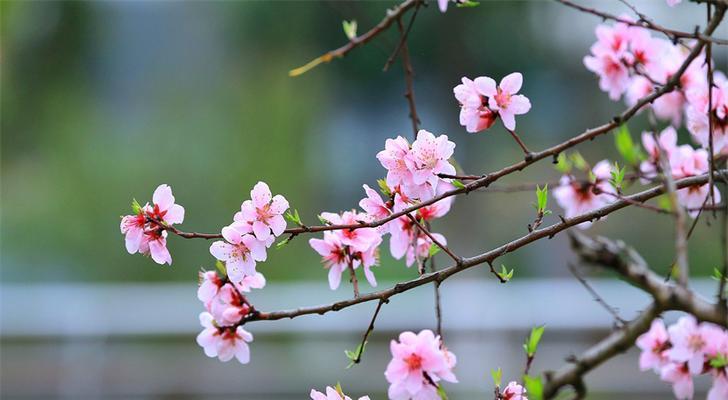 桃花代表什么生肖？十二生肖中谁与桃花运最相关？