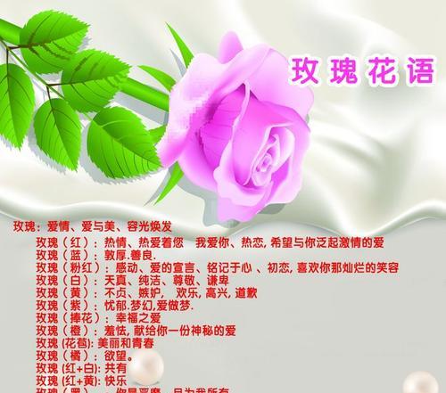 西兰花的花语代表什么？如何解读西兰花的象征意义？