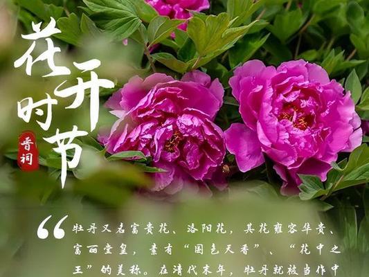 烟花菊的花语是什么？它的寓意又有哪些？