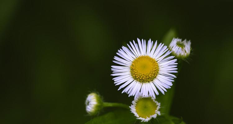 一年蓬的花语和寓意是什么？一年蓬的象征意义有哪些？