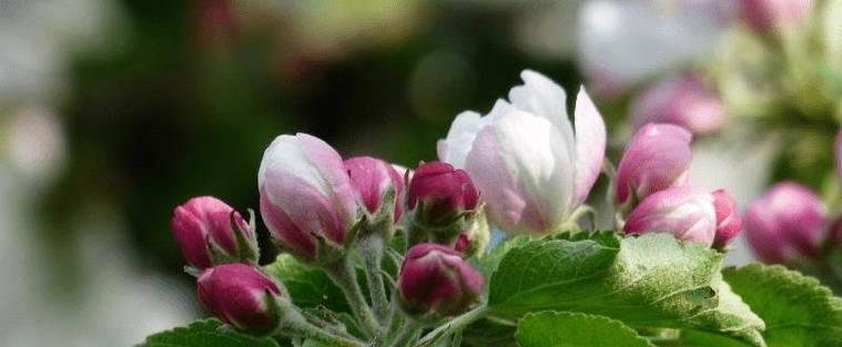 什么花代表着重逢？揭秘重逢花语的花卉有哪些？