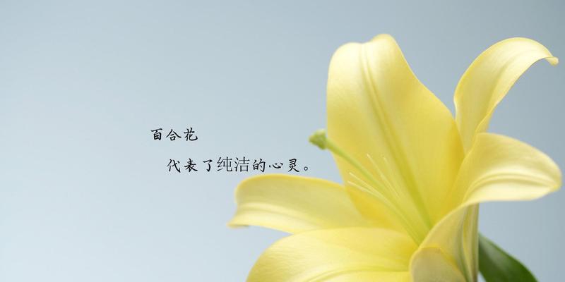 亚马逊百合的花语有哪些含义？