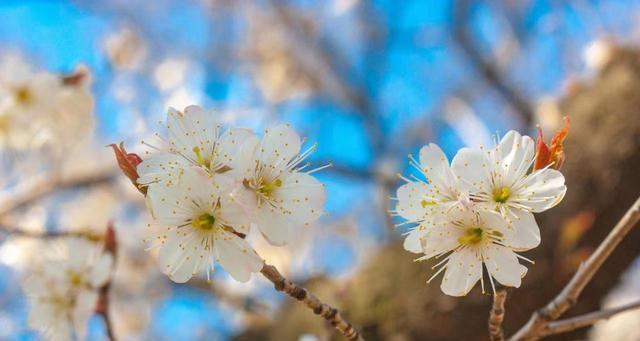 樱桃花的花语有哪些含义？