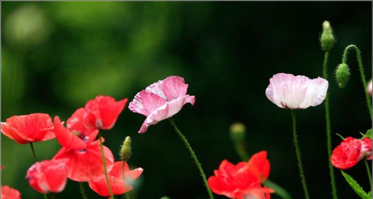 虞美人花的花语是什么？如何解读这种美丽花朵的深层含义？