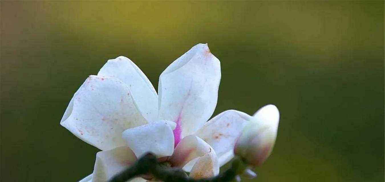 玉兰花种类繁多花语各异？了解不同种类的玉兰花及其花语含义？