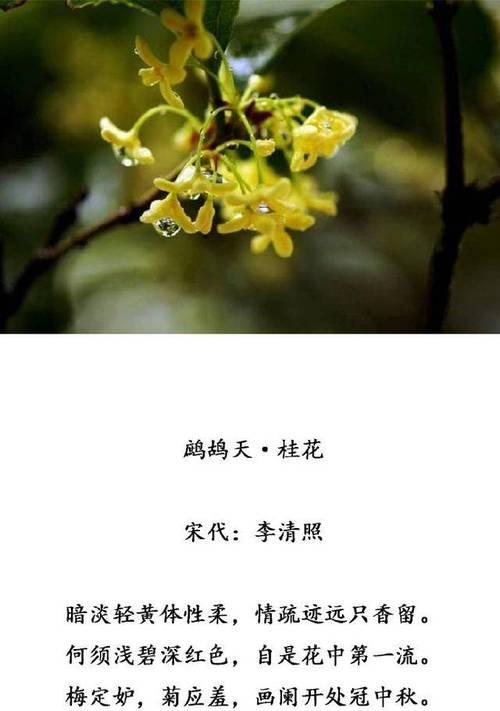 月桂花的花语有哪些含义？