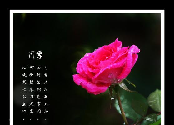 月季花花的花语是什么？如何表达爱意和祝福？