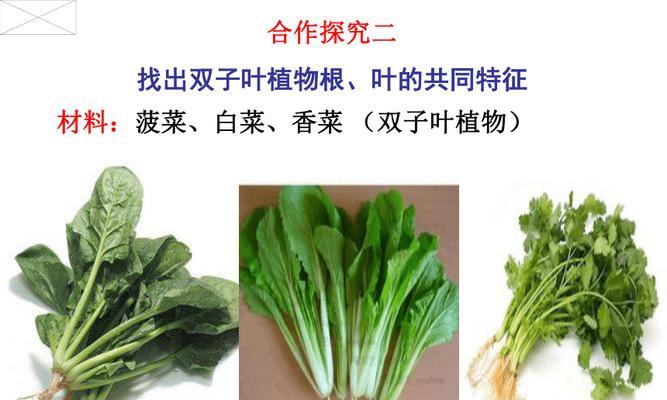 菠菜属于双子叶植物吗？它的分类特点是什么？