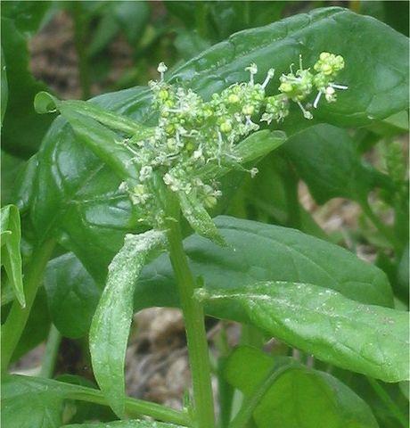 菠菜长什么样子？如何辨别新鲜菠菜？