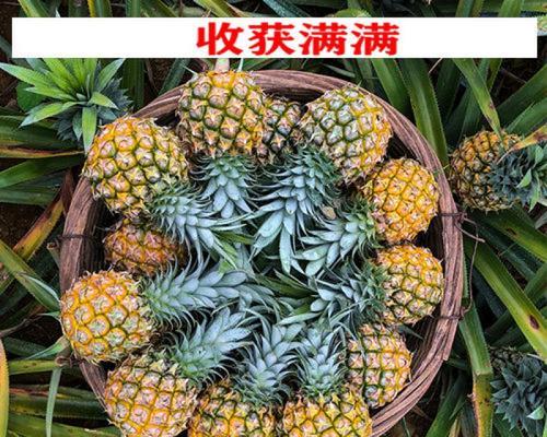 菠萝什么时候采摘最好？收获季节有哪些注意事项？