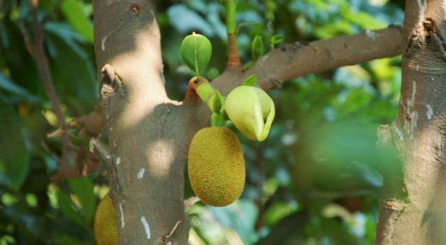 菠萝蜜开花颜色是什么样的？开花时间一般在什么时候？