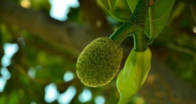 菠萝蜜开花颜色是什么样的？开花时间一般在什么时候？