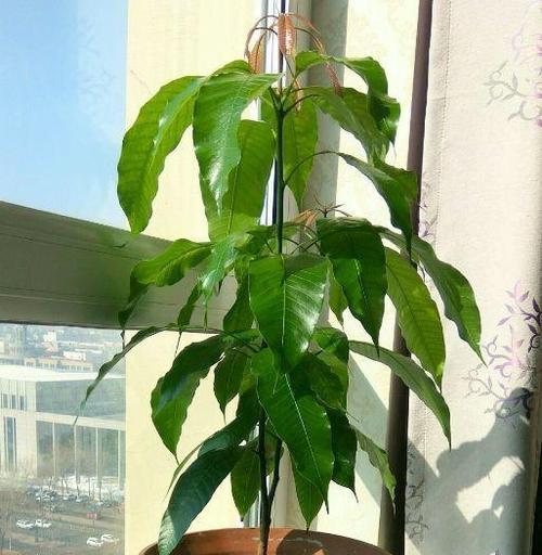 菠萝蜜在家门口种植可行吗？需要注意哪些事项？