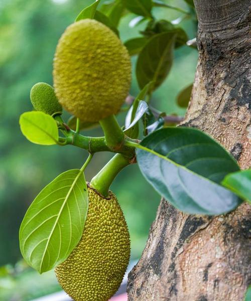 菠萝蜜适合什么地方种植？种植菠萝蜜的适宜环境是什么？