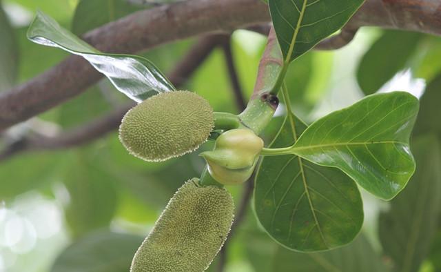 菠萝蜜种子能吃吗？食用方法和注意事项是什么？