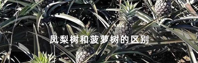 菠萝树冬天会冻死吗？如何在寒冷季节保护菠萝树？