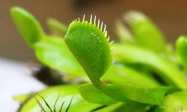 捕蝇草种子怎么种植？种植过程中的常见问题有哪些？