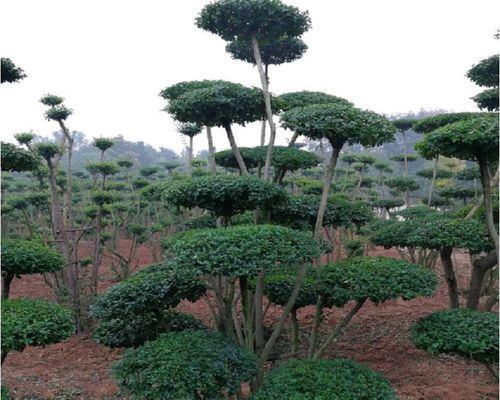 不落叶的植物有哪些？如何选择适合的常绿植物？