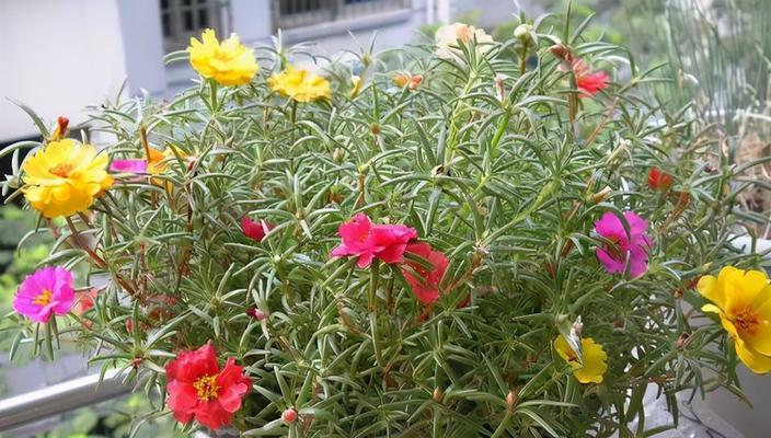 哪些花卉能够耐受水涝？如何正确种植不怕涝的花卉？