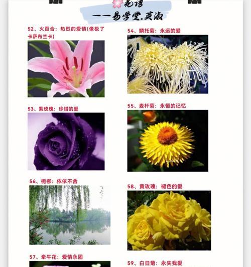 不同颜色花毛茛代表什么花语？花语含义有哪些？