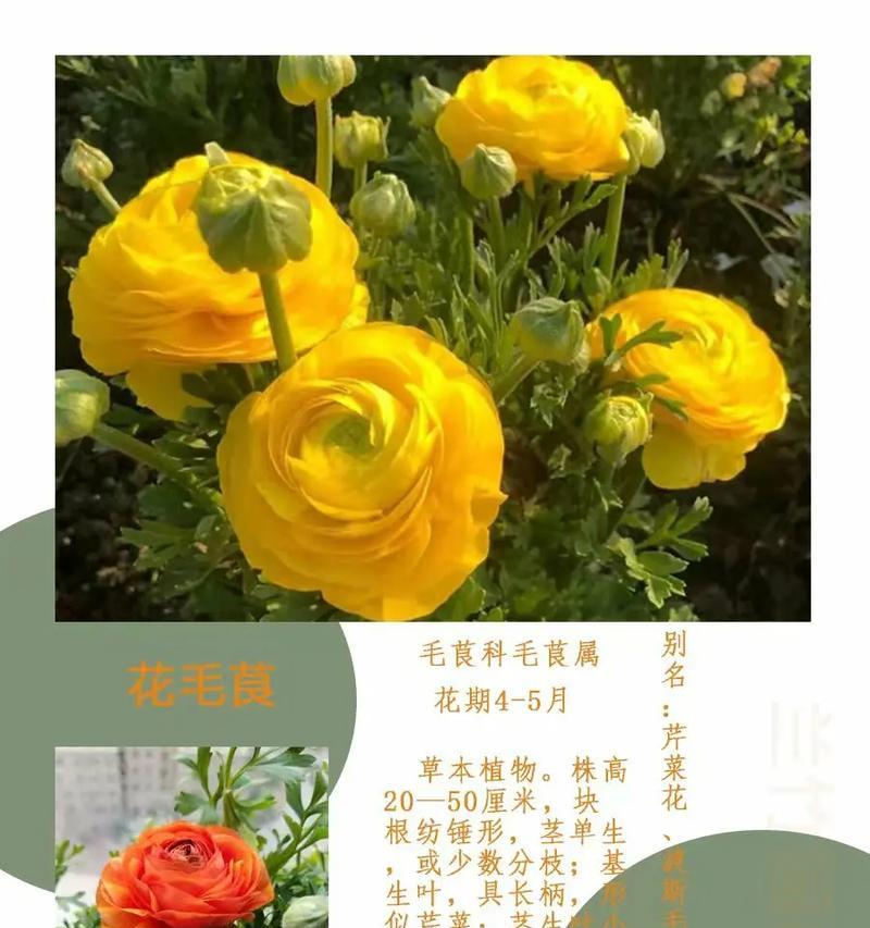 不同颜色花毛茛代表什么花语？花语含义有哪些？