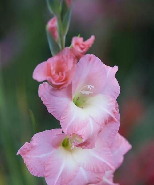 不同颜色唐菖蒲花语是什么？各颜色代表的含义有哪些？