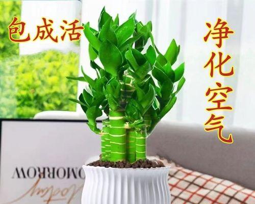 步步高植物的含义是什么？常见问题有哪些？