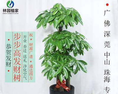 步步高植物的含义是什么？常见问题有哪些？