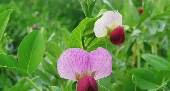 采薇是什么植物？它的特点和用途有哪些？