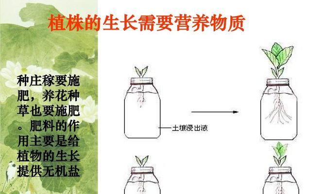 彩春峰浇水的最佳技巧是什么？如何确保正确浇水？