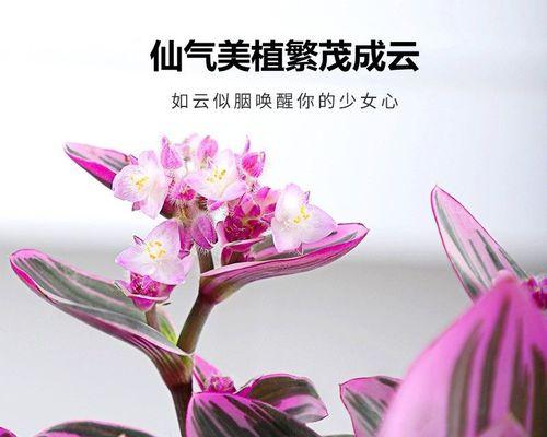 彩色叶子的花卉有哪些？如何挑选和养护？