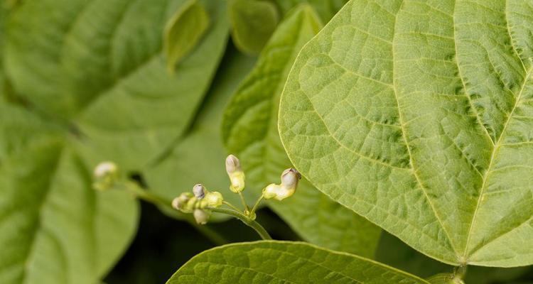 菜豆是什么植物？它的种植和食用方法有哪些？