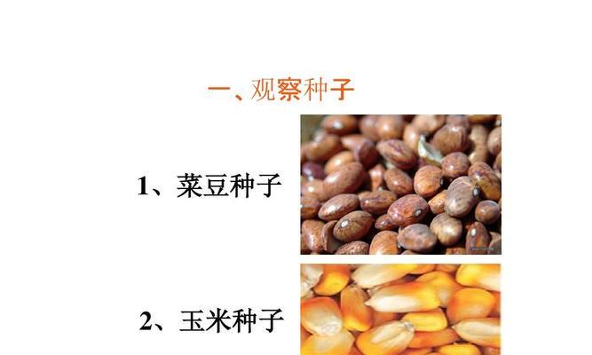 菜豆种子属于裸子植物吗？常见误解有哪些？