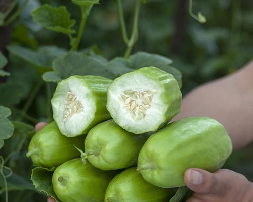 菜瓜能生吃吗？食用安全性和营养价值解析