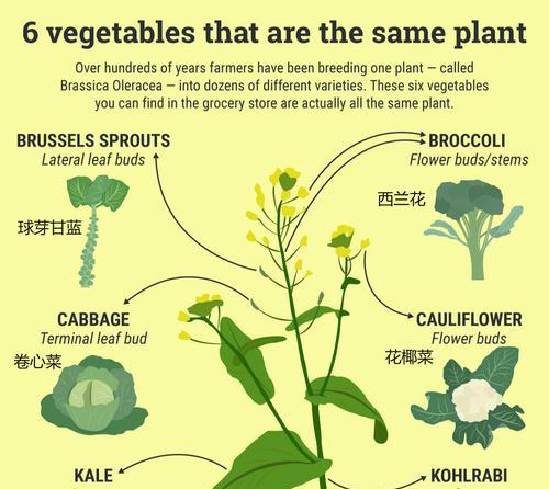 菜花播种后多久发芽？出苗时间需要几天？