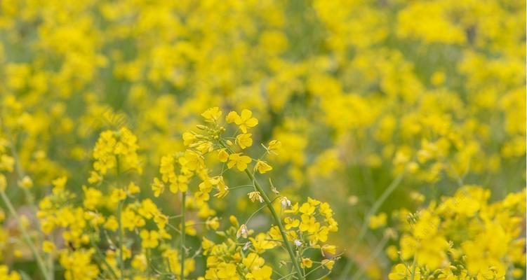 菜花怎么看熟没熟？掌握这些技巧轻松判断！