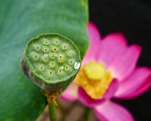 菜莲养护技巧：如何让菜莲顺利开花？